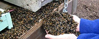 06muerte abejas