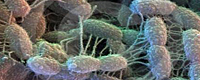 19superbacteria