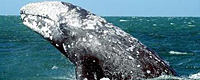 ballena-gris